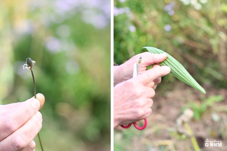 wildkräuterkochen-011